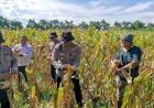Polsek-Balongbendo-Cek-Kesiapan-Panen-Jagung-Serentak,-Dukung-Swasembada-Pangan